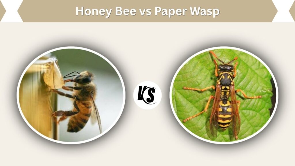 Honey Bee vs Paper Wasp