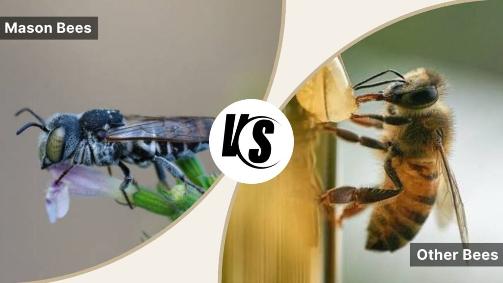 Other Bees